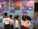 同學細心閱讀展覽的資料 (中華白海豚)